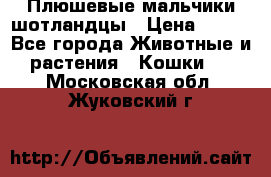 Плюшевые мальчики шотландцы › Цена ­ 500 - Все города Животные и растения » Кошки   . Московская обл.,Жуковский г.